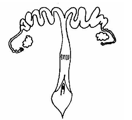 Female reproductive system unlabelled.JPG