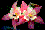Image-Flowerbutterflyanimation.gif