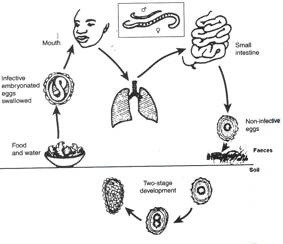 Helminthic infestation. Lifecycle of Hookworm hpv natural treatments Helminths worms symptoms