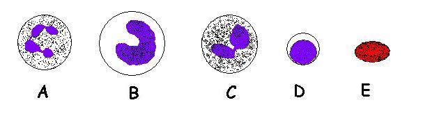 Blood Cell Worksheet Answers