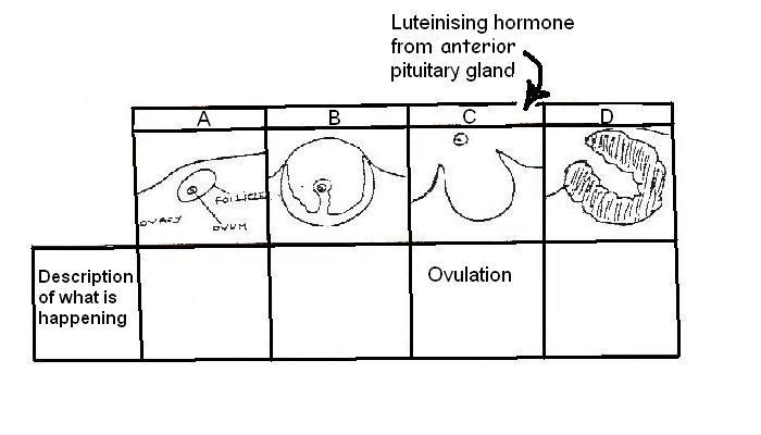 Oestrous cycle hormones.JPG