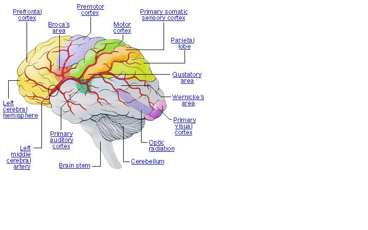 Brain languages. Brain and language. Язык и мозг. Язык и мозг картинки. Знак язык мозг.
