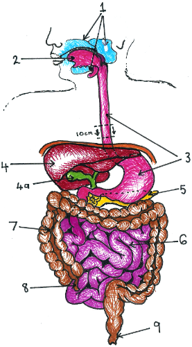 Alimentary canal.png