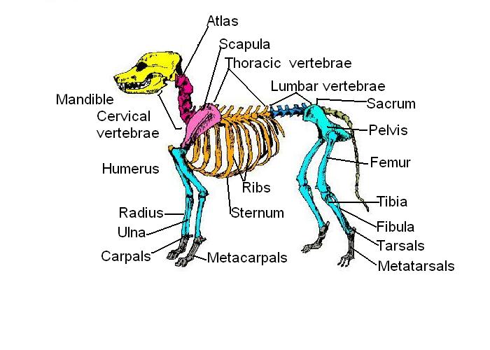 The Anatomy and Physiology of Animals/Skeleton Worksheet/Worksheet Answers  - WikiEducator