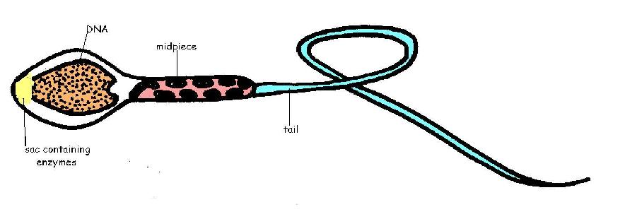 Sperm labelled and coloured.JPG