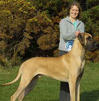 Great dane 01 puppies for sale.jpg