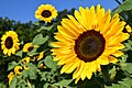120px-Sunflowersgarden.jpg
