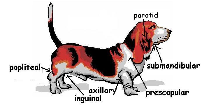 Dog with lymph nodes labelled.JPG