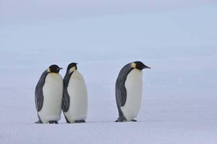 Emperor penguins.JPG