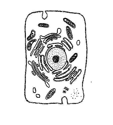 Unlabelled animal cell for cell worksheet.JPG