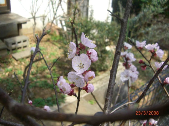 Apricot blossoms 1.jpg