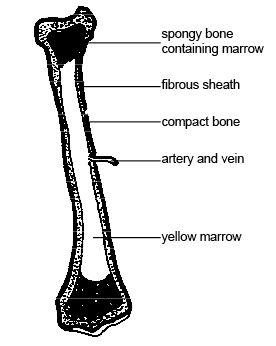 Anatomy and physiology of animals l-s section long bone.jpg