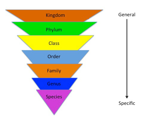 7 Levels Of Classification