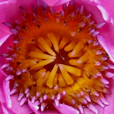 Pink-lily1.jpg