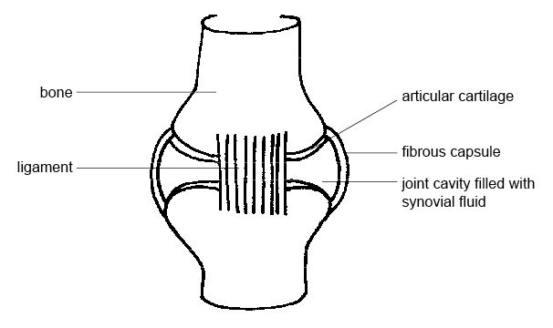 Anatomy and physiology of animals Synovial joint.jpg