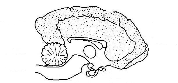 The Anatomy and Physiology of Animals/Test Yourselves/The Nervous