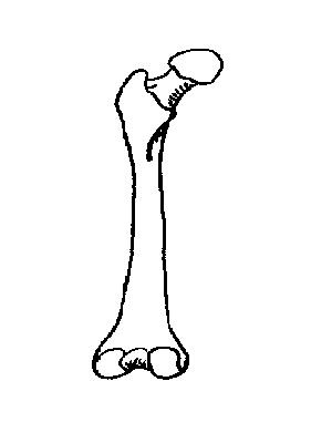 Long bone external features.JPG