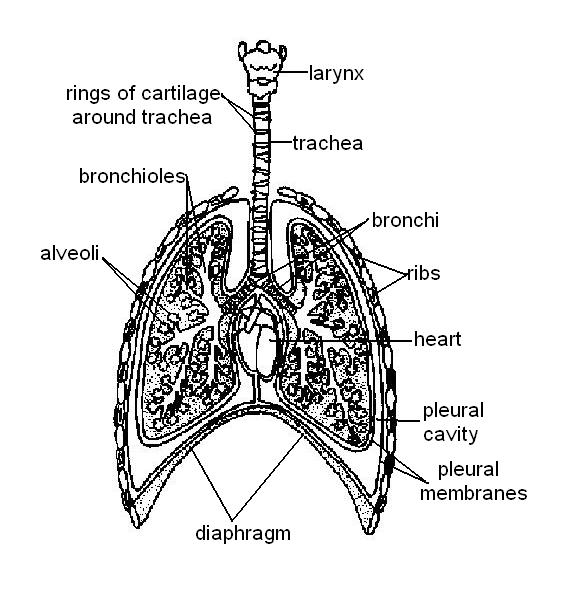 The Anatomy and Physiology of Animals/Respiratory System Worksheet