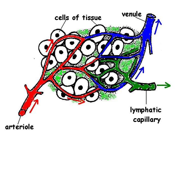 Lymphatic System Chart Pdf