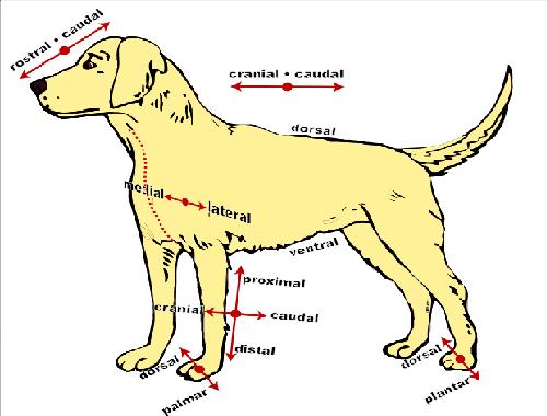 The Anatomy and Physiology of Animals/Directional Terms Worksheet 1 -  WikiEducator