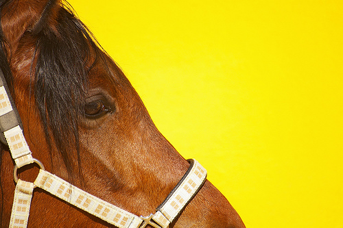 Horse222.jpg