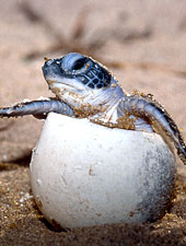 olive ridley hatching out