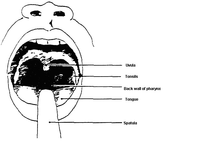 Anatomythroat.jpg
