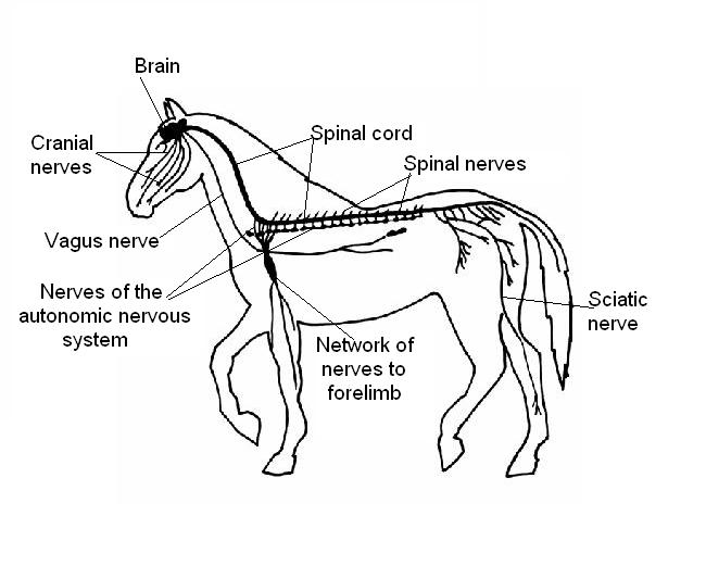Horse nervous system labelled.JPG