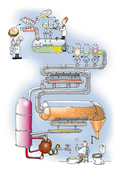 The Digestive Process is a Complicated One!
