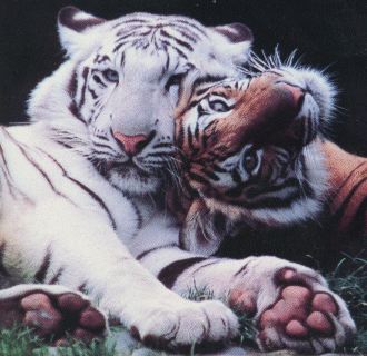 2 tigers.jpg