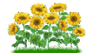 120px-Sunflowers.gif