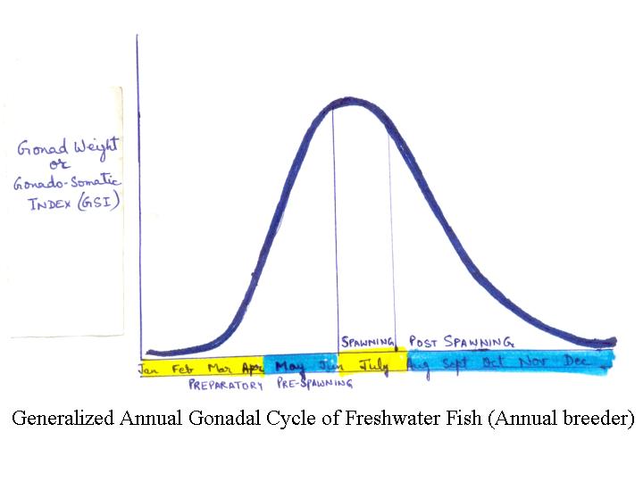Fig.1 Annual Reproductive Cycle of annual breeding of Oviparous organisms