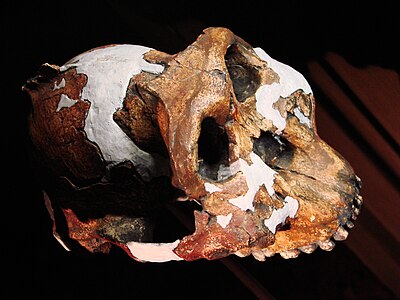 Image: Paranthropus boisei