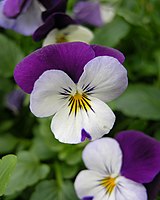 Pansy Viola tricolor Flower 2448px.jpg