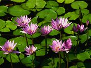 Water lilies123.jpg