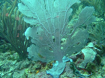 Sea Fan on the Inner Reef