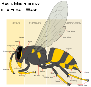 Wasp morphology.svg