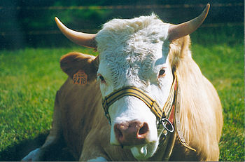 Image: Cow