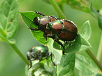 Japanese Beetles, Ottawa.jpg