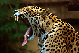 Image: Jaguar