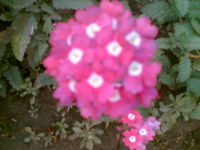 Pinkflowers.jpg
