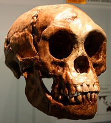 Image: Homo floresiensis