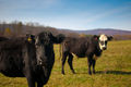 800px-Beef cattle, Polyface Farm.jpg