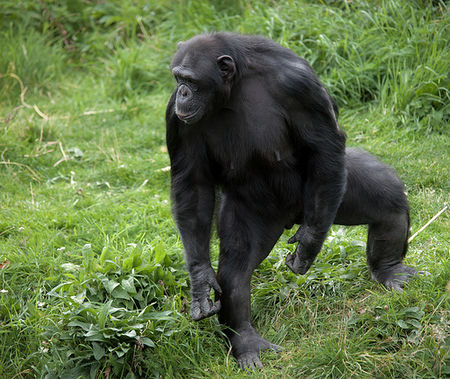 thumb photo of chimpanzee