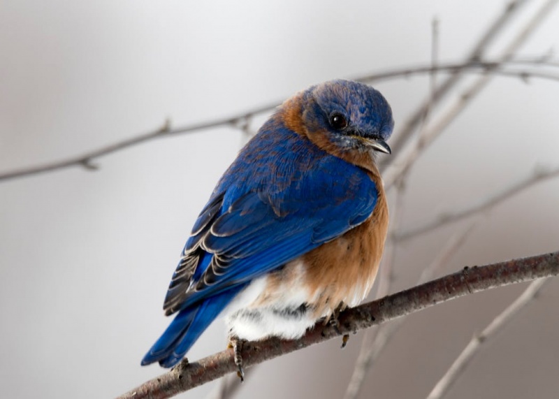 Birds also use plants for health benefits - Photo by Tina Nord on Pexels.com