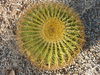 Cactus of Arizona