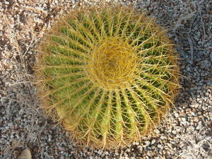 Vili Cactus.JPG