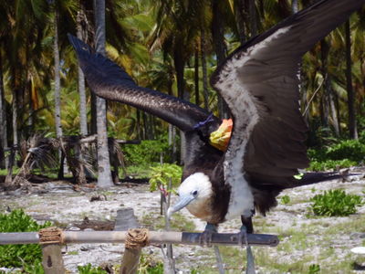 Kiribati Frigate bird.JPG