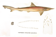 Carcharias laticaudus by muller and henle.png