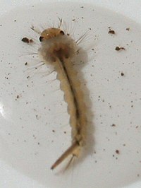 Mosquito larva.jpg